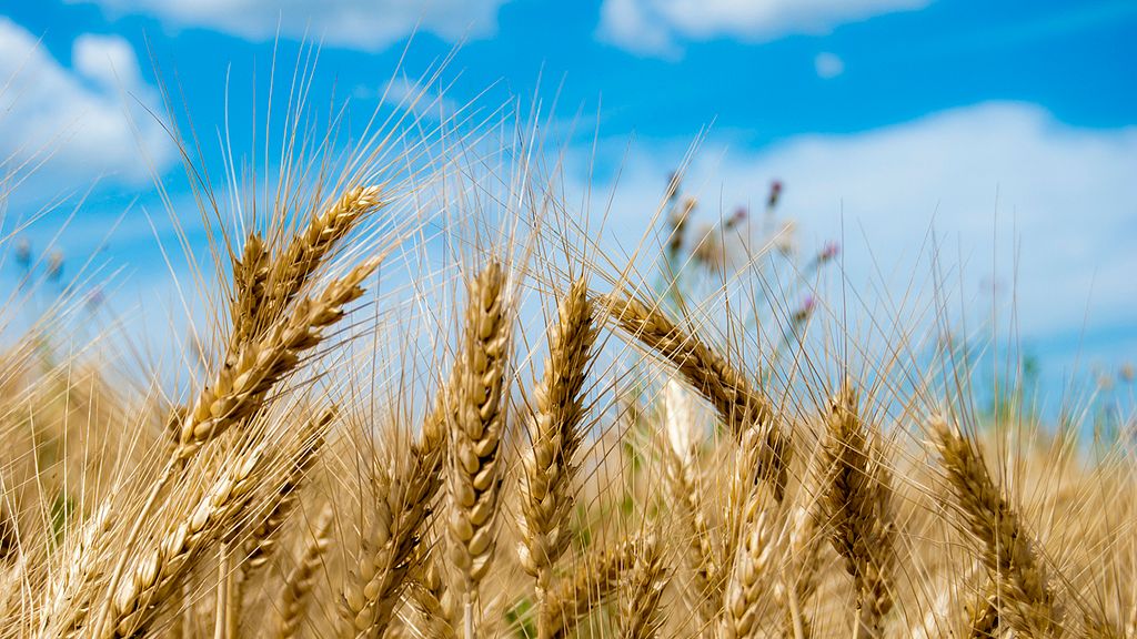 Pierwsza transakcja frachtowo-kryptowalutowa przenosi rosyjską pszenicę do Turcji